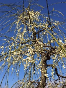 枝垂桜　白